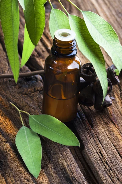 Eucalyptus essential oil with leaves and seeds — Stock Photo, Image