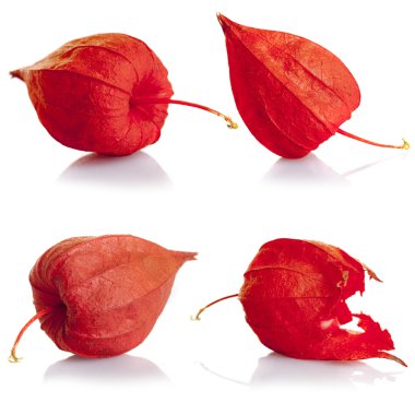 beyaz zemin üzerine kırmızı physalis kümesi