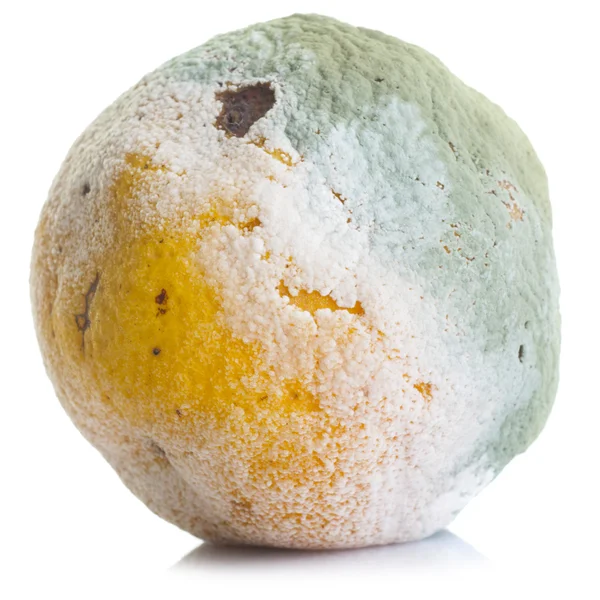 Moldy citrus fruit — Stock Photo, Image