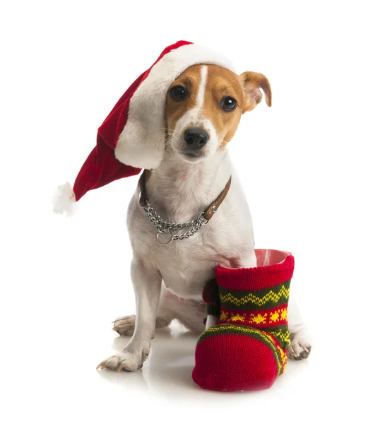 Jack Russell Terrier mit Weihnachtsmütze — Stockfoto