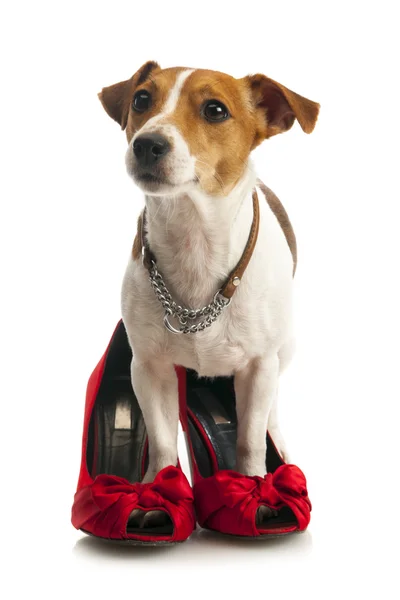 Jack Russell Terrier in vrouwelijke schoenen — Stockfoto