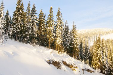 Dağlarda kar köknar ağaçlarıyla