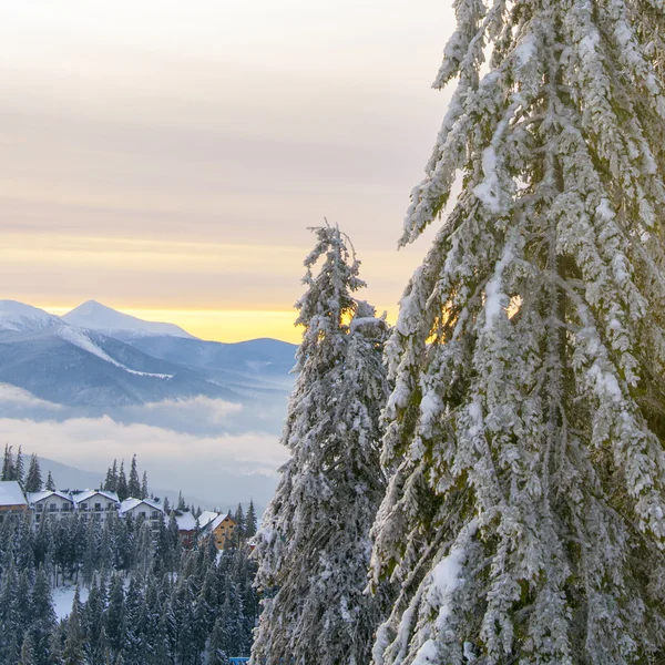 Пихты со снегом в горах — Бесплатное стоковое фото