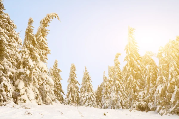 Sparren met sneeuw in de bergen Rechtenvrije Stockfoto's