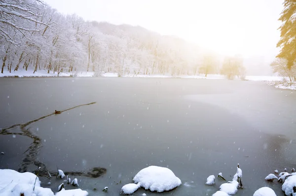 Peisaj de iarnă cu râu sau lac — Fotografie de stoc gratuită