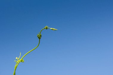 Açık mavi gökyüzünde taze üzüm filizlenir. Yeni yaşam ve ekoloji kavramı. Metnin için bir sürü eşdeğer alan var.