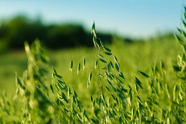 Jóvenes Picos Avena Verde Campo — Foto de Stock