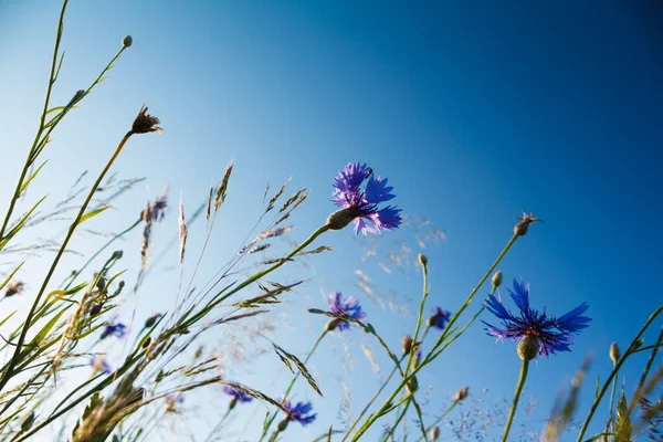 Gökyüzü Arkaplanlı Çimenlerde Mavi Çiçek Aşağıdan Geniş Açılı Mercekten Görüntüle — Stok fotoğraf