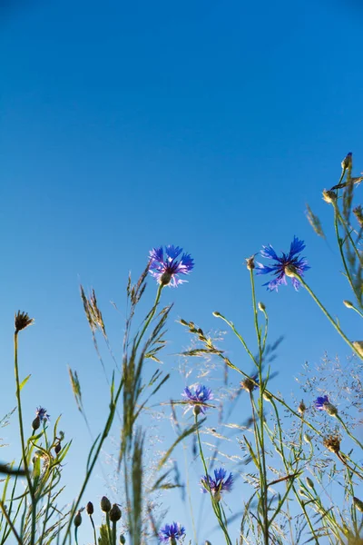 Mavi Gökyüzüne Karşı Çimlerde Çiçekler Aşağıdan Görüntüle — Stok fotoğraf