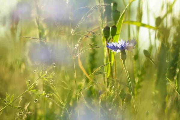 Bleuets Bleus Dans Herbe Coucher Soleil Profondeur Champ Peu Profonde — Photo