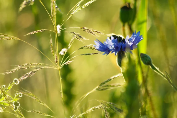 日没の夜の光で草の中の青いコーンフラワー 美しい花とフィールドの浅い深さ — ストック写真