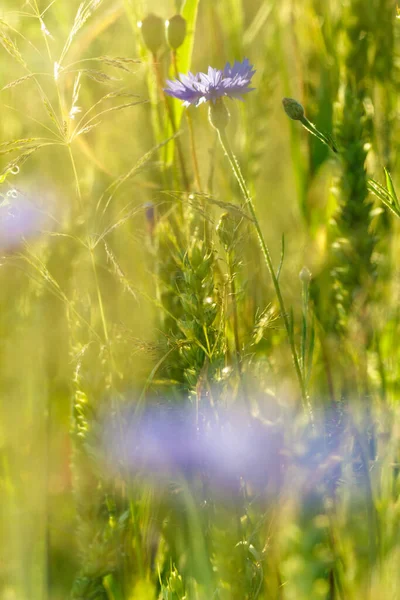 Bleuets Bleus Dans Herbe Coucher Soleil Profondeur Champ Peu Profonde — Photo