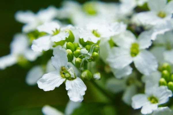 Aranha Verde Flor Extrema Macro Vista Perto Profundidade Campo Rasa — Fotografia de Stock