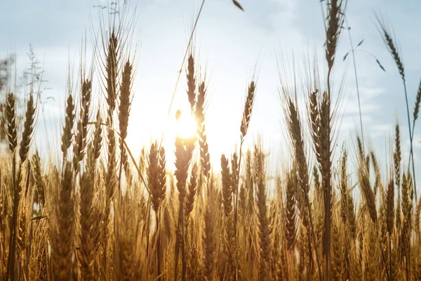 夕日の畑で黄金の小麦の穂を熟す 輝く太陽の下で素敵な太陽光 豊かな収穫の概念 マクロビューを下から閉じる — ストック写真