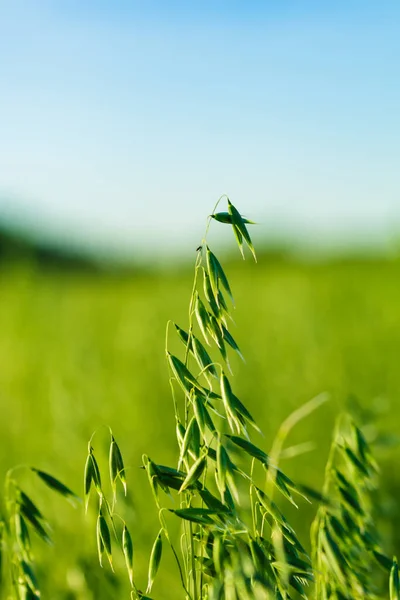 Jóvenes Picos Verdes Avena Luz Del Sol Campo Profundidad Superficial — Foto de Stock