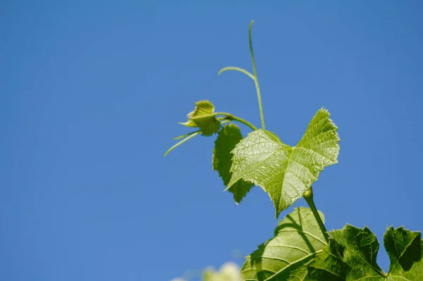 Unter Strahlend Blauem Himmel Sprießen Junge Trauben Viel Kopierraum Für — Stockfoto