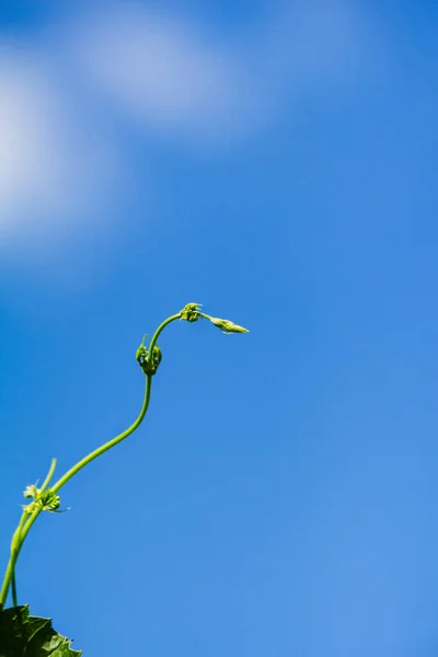 Jeune Pousse Raisin Dans Ciel Bleu Nouveau Concept Vie Écologie — Photo