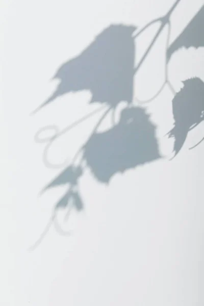 Schatten Von Traubenblättern Auf Plastik — Stockfoto