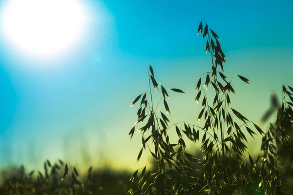 Haver Spikes Silhouetten Verlicht Door Zon Het Concept Van Warme Stockfoto