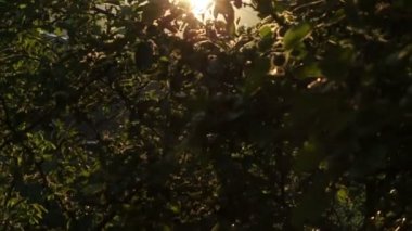 gün batımında elma ağacı hd ışınları.