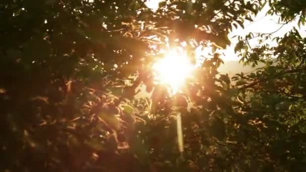 Яблуня на захід сонця промені світла hd — стокове відео