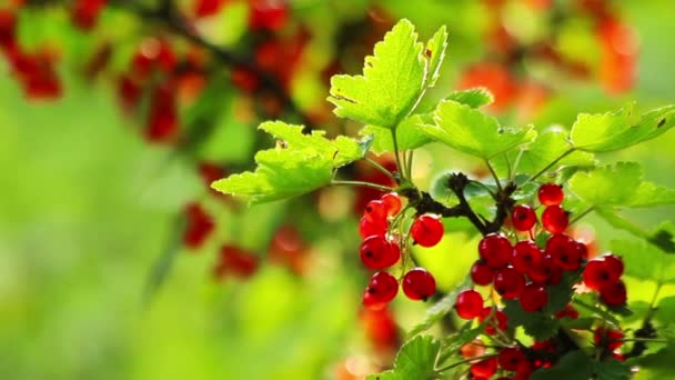 Frische rote Johannisbeeren hd — Stockvideo