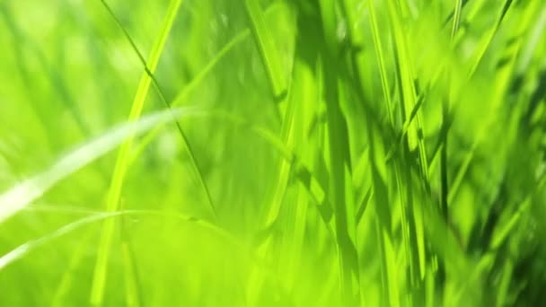 Herbe de printemps avec rayons de soleil HD 