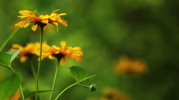 Fleurs d'été Blooming HD — Video