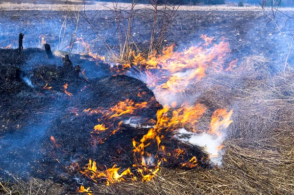 Fuego quema hierba seca — Foto de Stock