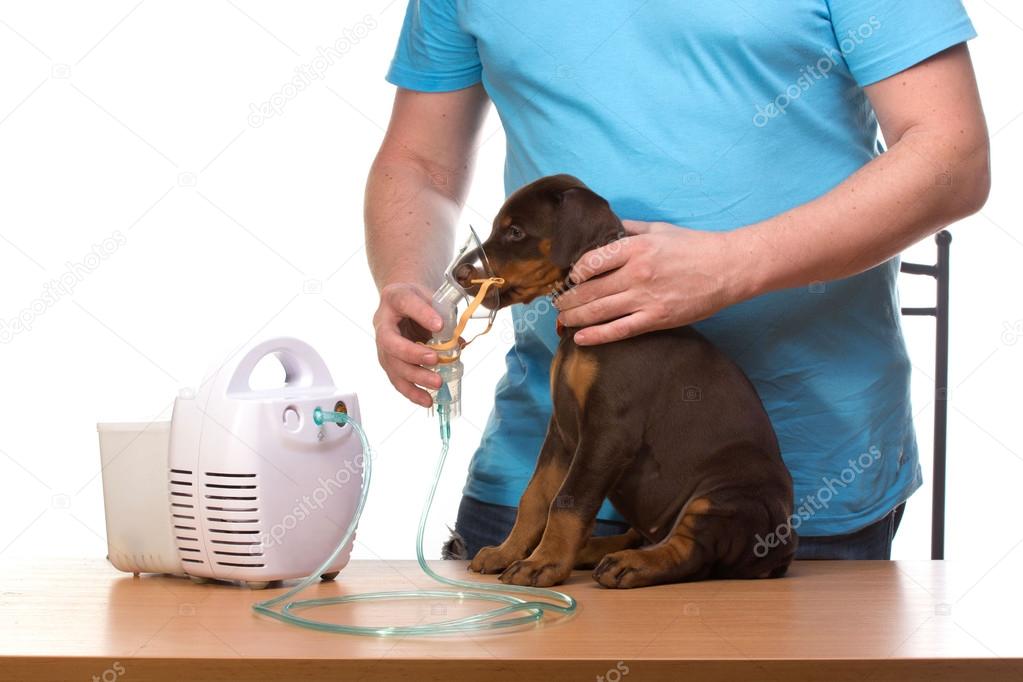 Veterinar and puppy  with inhaler with inhaler