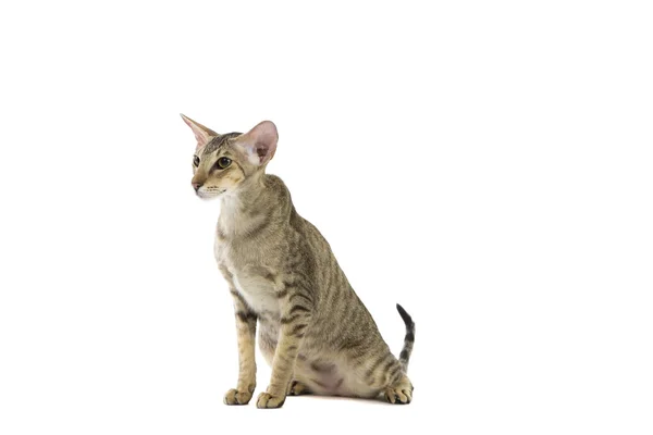 Reinrassige süße siamesische Katze Studio erschossen — Stockfoto