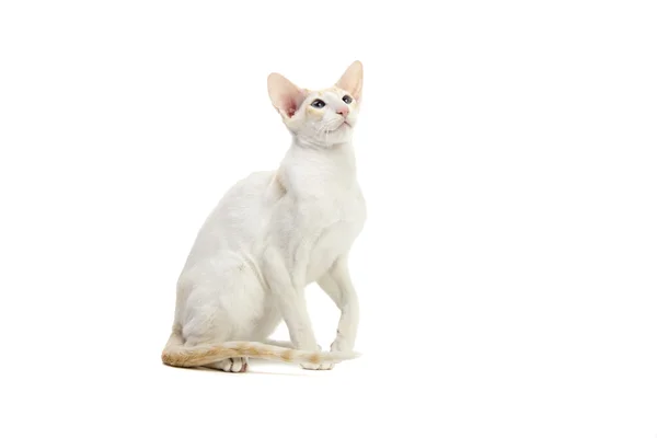 Purebred lindo siamés gato estudio disparo — Foto de Stock