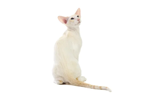 Rasechte schattig siamese kat studio opname — Stockfoto