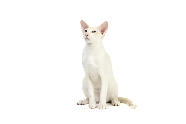 Reinrassige süße siamesische Katze Studio erschossen — Stockfoto