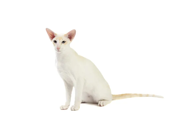Чистая милая сиамская кошачья студия — стоковое фото