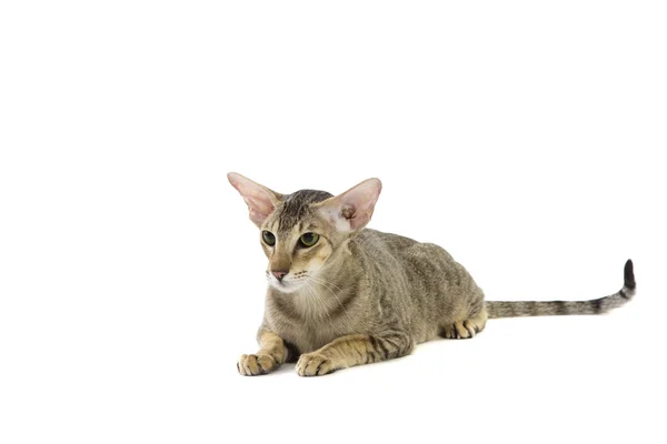 Reinrassige süße siamesische Katze Studio erschossen — Stockfoto