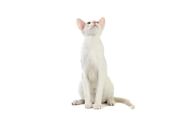 Purebred cute siamese cat studio shot — Stock Photo, Image