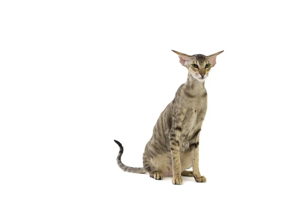 Rasowe zwierzę ładny kot Syjamski łapka — Zdjęcie stockowe