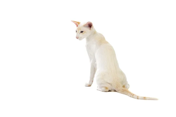 Purebred cute siamese cat studio shot — Stock Photo, Image