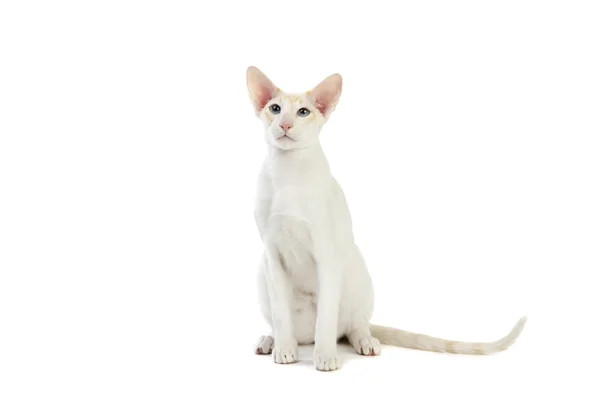 Purebred cute siamese cat studio shot — Stock Photo, Image