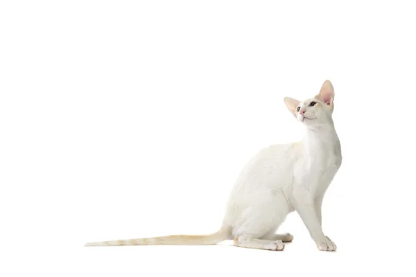 Purebred cute siamese cat studio shot — Stock Photo, Image