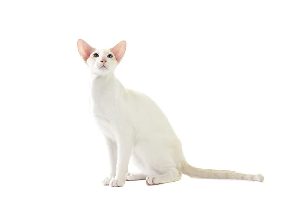 Purebred lindo siamés gato estudio disparo — Foto de Stock