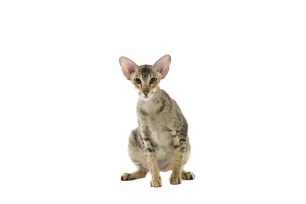 Чистая милая сиамская кошачья студия — стоковое фото