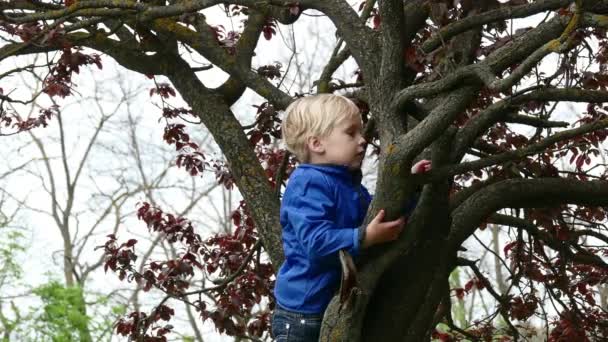 Young boy hugging a tree branch — Stock Video