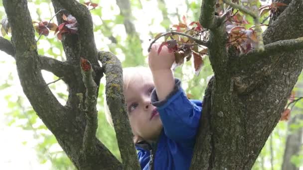Giovane ragazzo che abbraccia un ramo d'albero — Video Stock