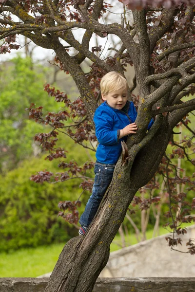 Fiatal fiú átölelve egy fa ága — Stock Fotó