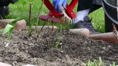 Yeşil bezelye ayıklayacaktır genç kadın bahçıvan