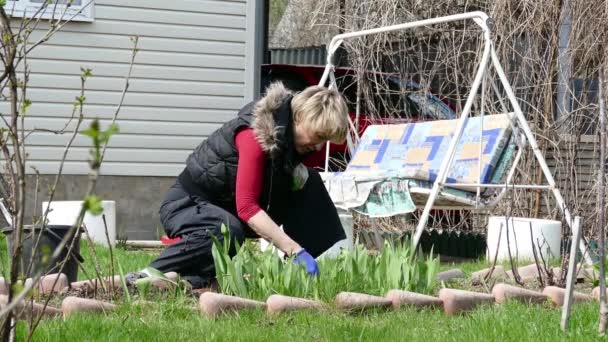 Young woman gardener weeding the green peas — Stock Video