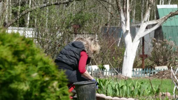 Mulher jovem jardineiro capina as ervilhas verdes — Vídeo de Stock