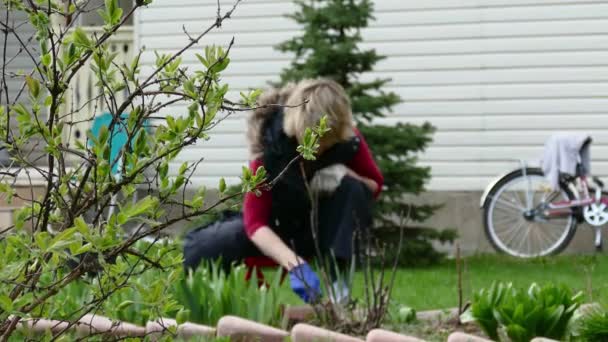 Молода жінка садівник прополка зеленого гороху — стокове відео
